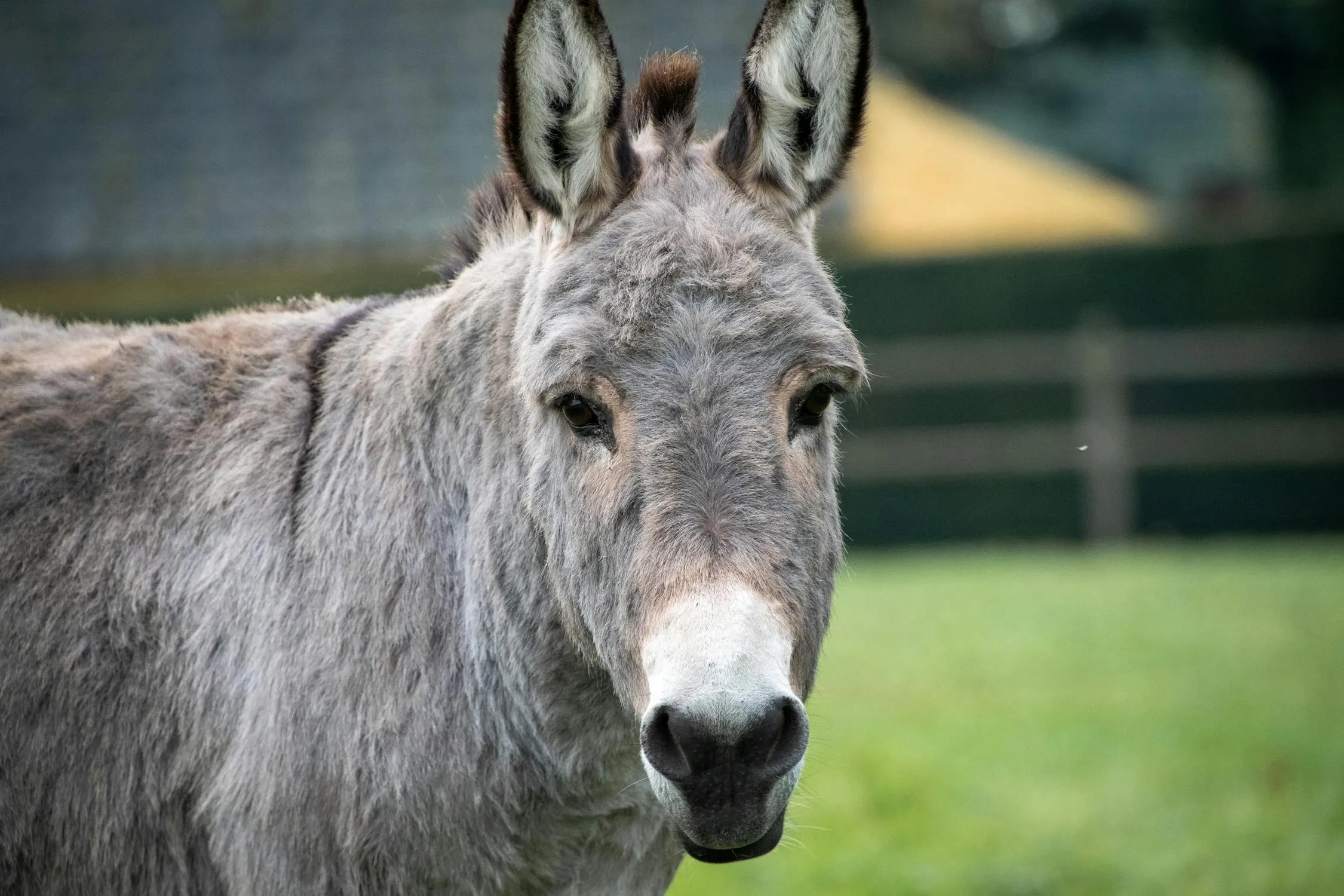 Fred dendoktoor on Pexels