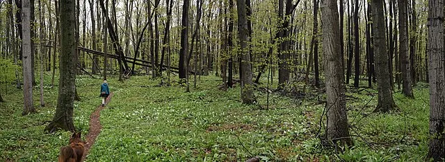 Gpwitteveen on Wikimedia Commons 