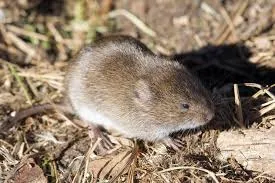 Image from Chesapeake Bay Program