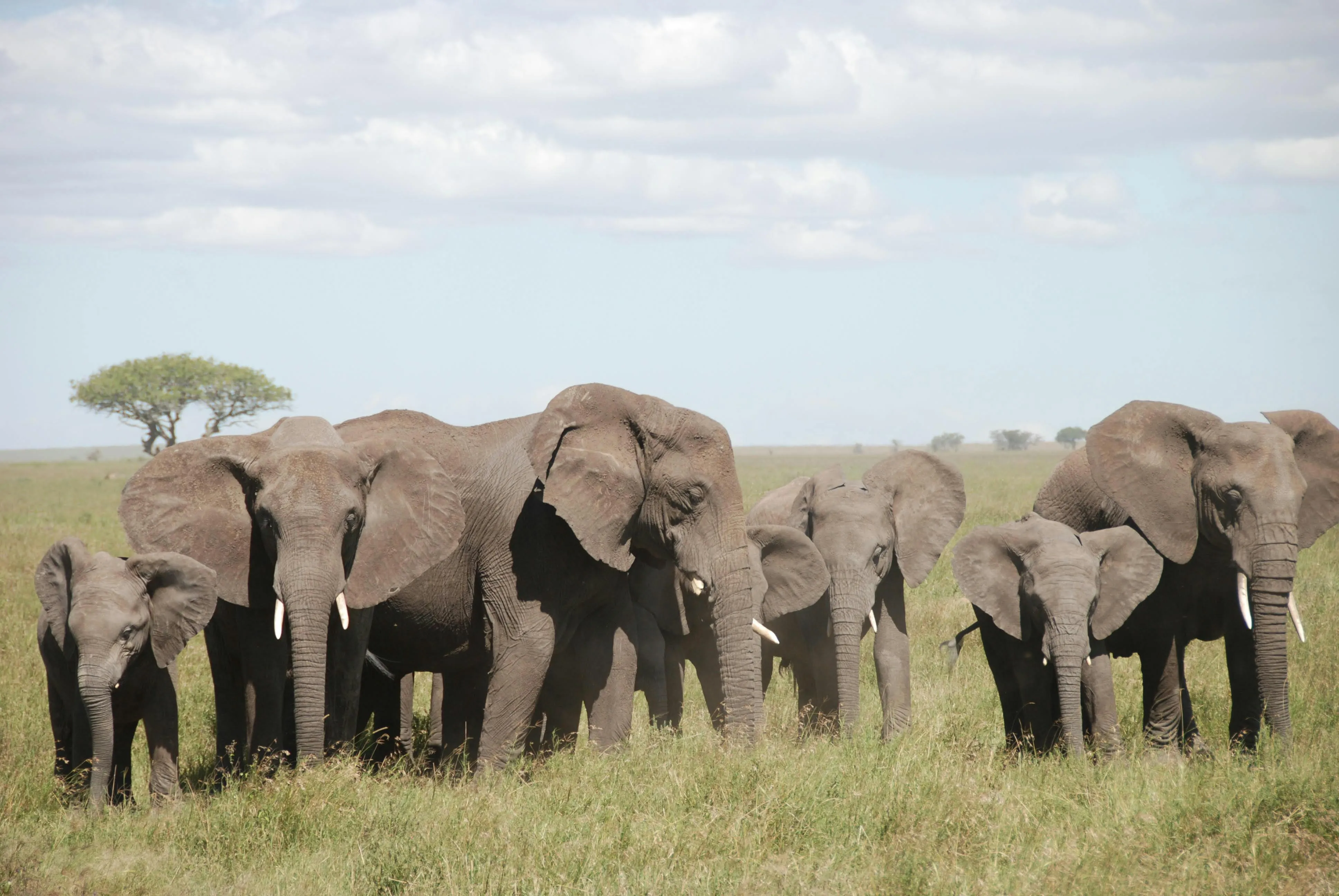 15 Long-Term Patterns Observed in Wildlife
