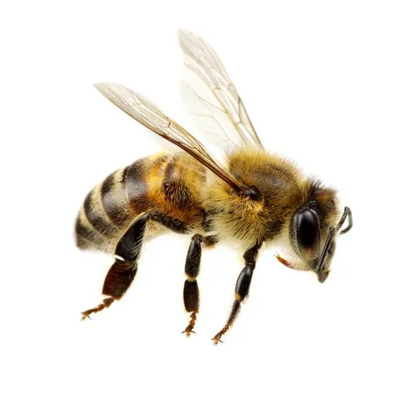 Image from Ja-Roy Pest Control
