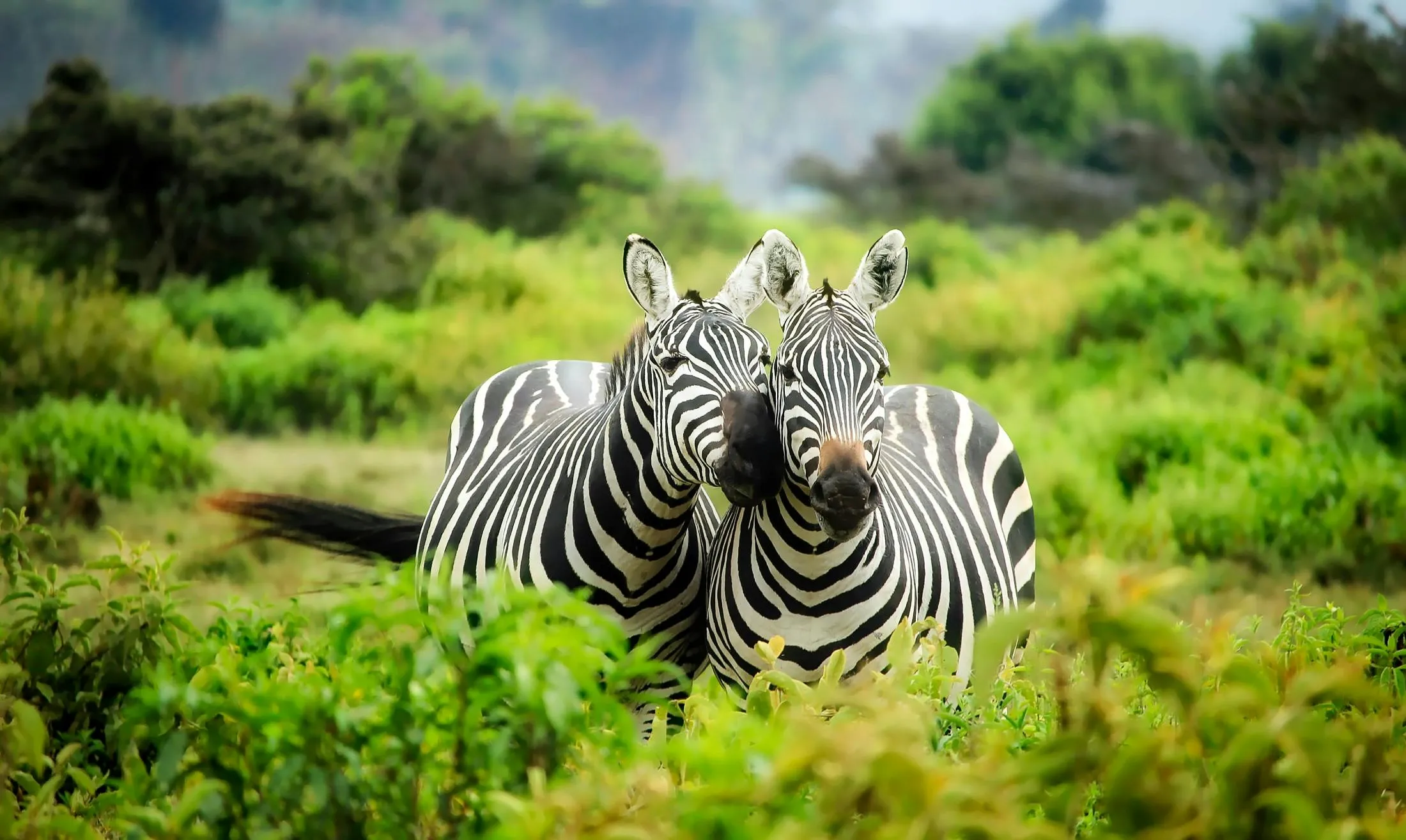 18 Ways Animals Adjust to Their Environment