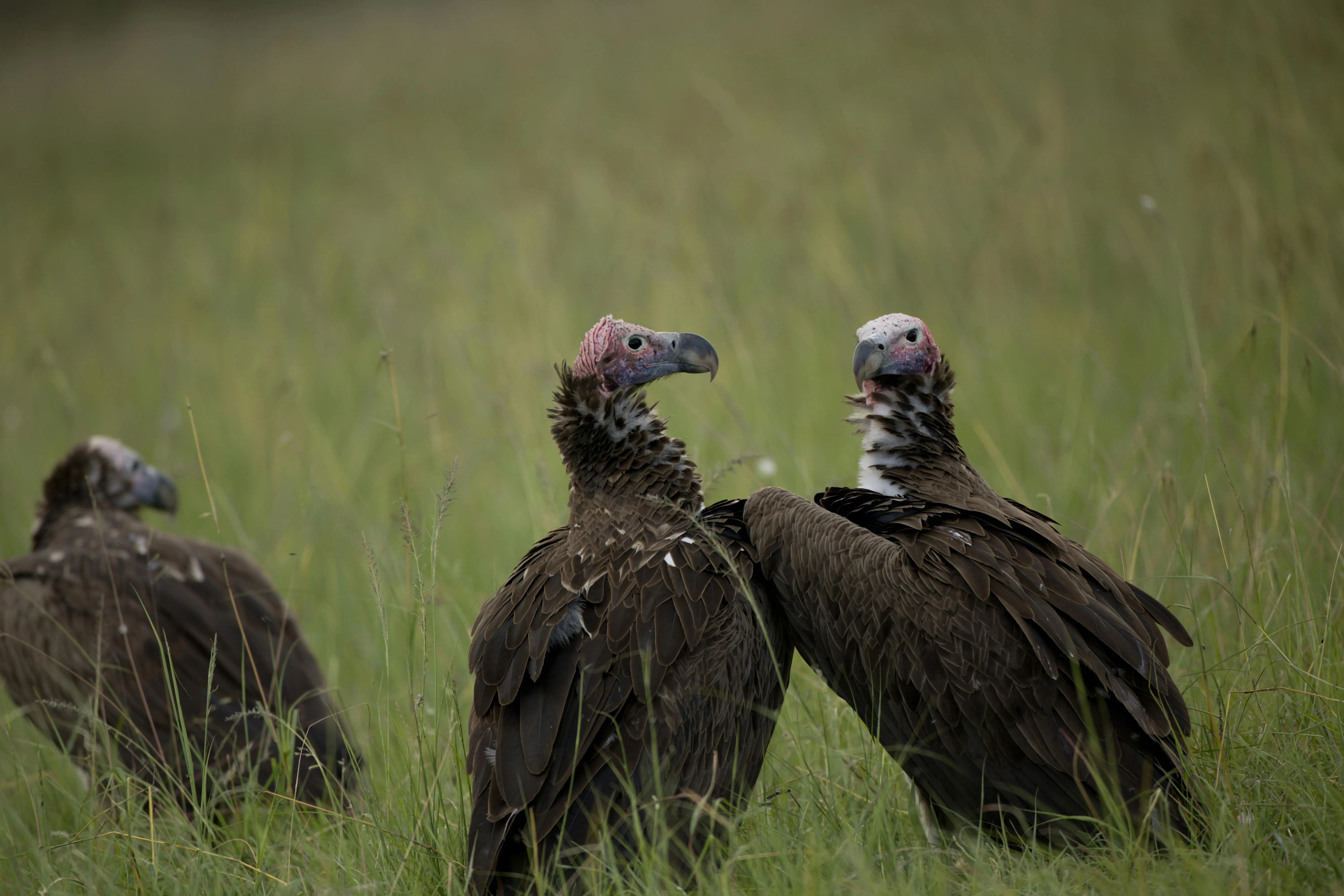 Shantanu Chand on pexels