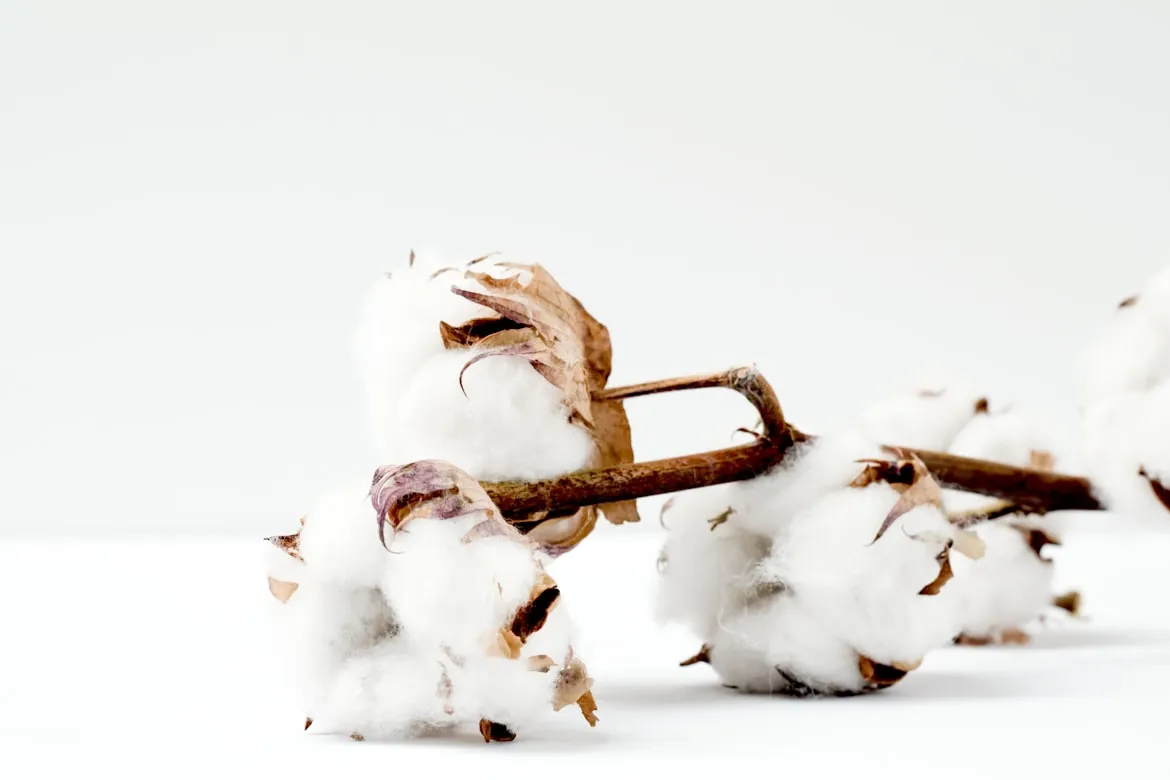 Marianne Krohn from Unsplash