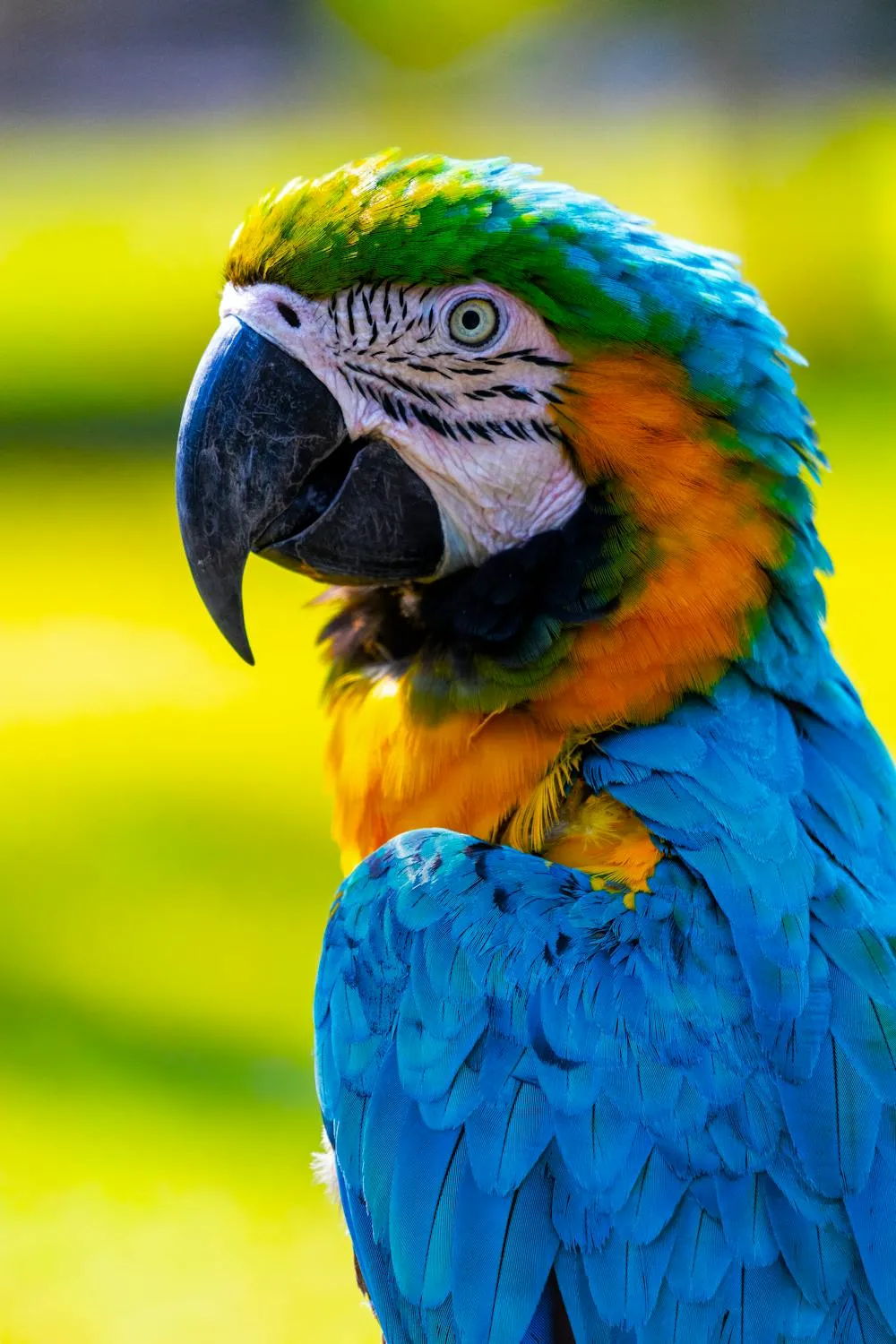 12 Amazing Parrot Species You’ve Probably Never Heard Of—Perfect for World Parrot Day