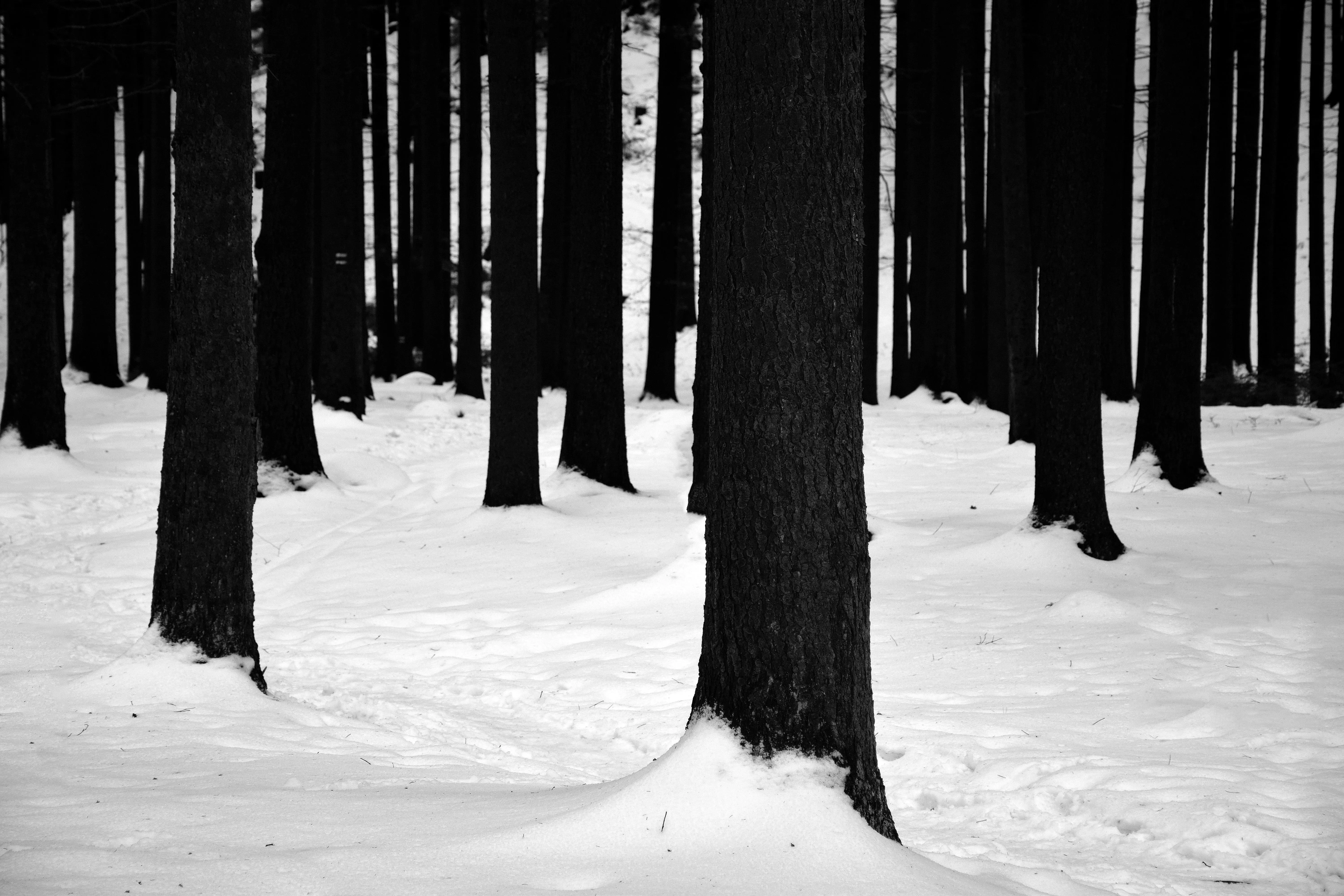 SHAHBAZ ZAMAN on pexels