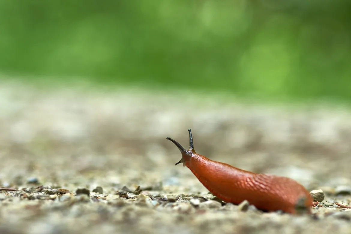 Wolfgang Hasselmann from Unsplash