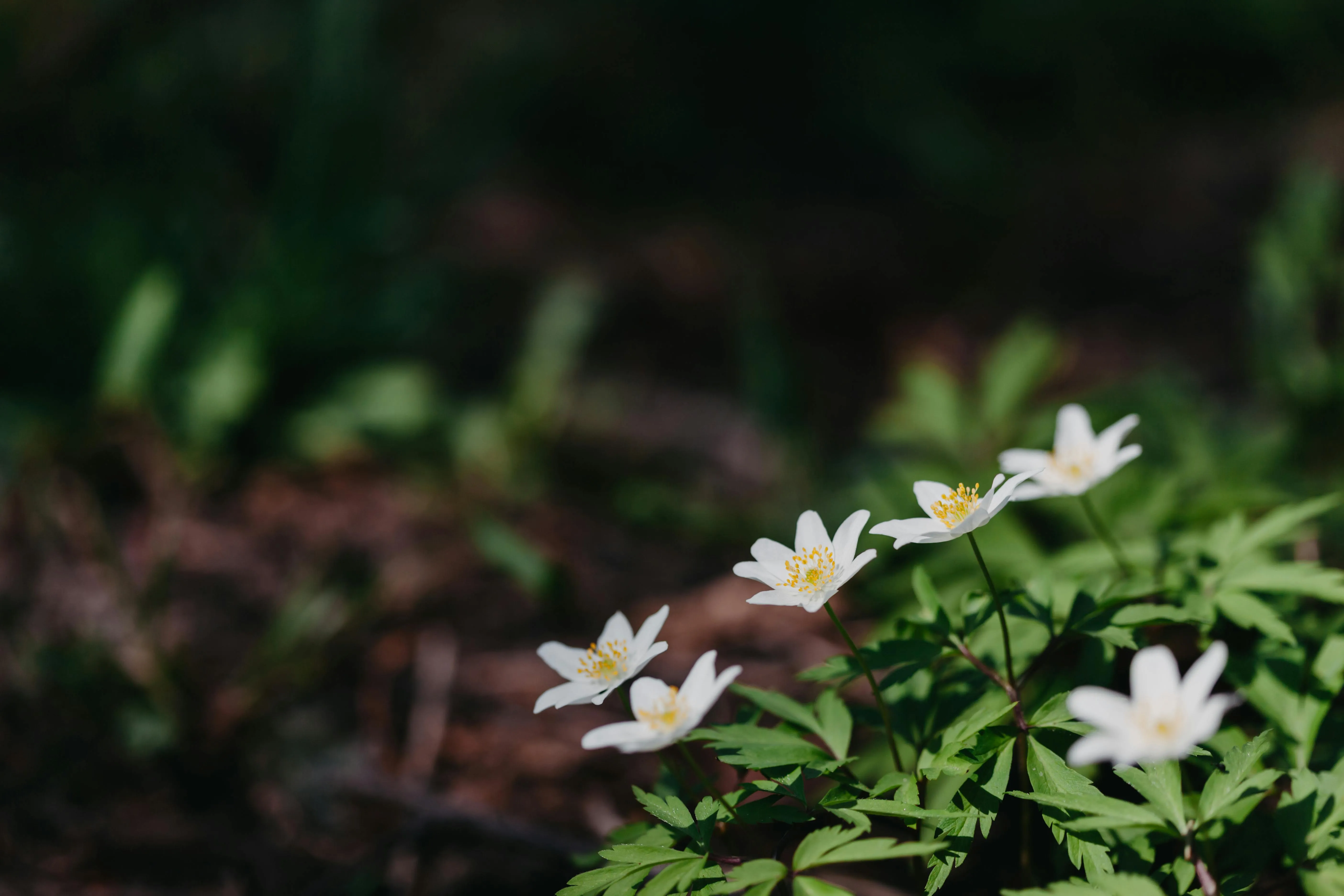 Julia Filirovska on Pexels