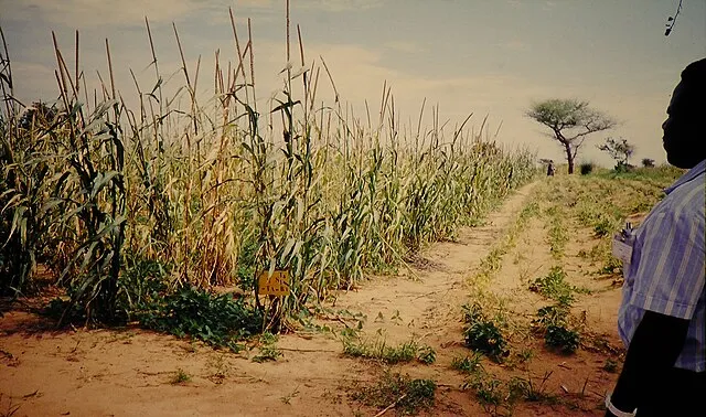 JIRCAS Library on Wikimedia Commons