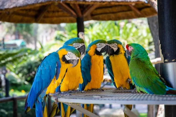 15 Fascinating Facts About Parrots to Celebrate World Parrot Day