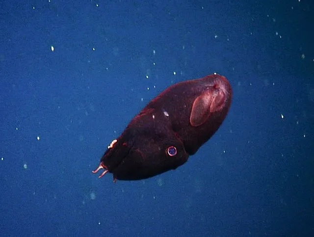 National Marine Sanctuaries on wikimedia