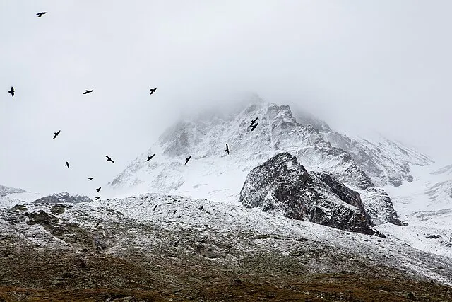 kaarl on wikimedia