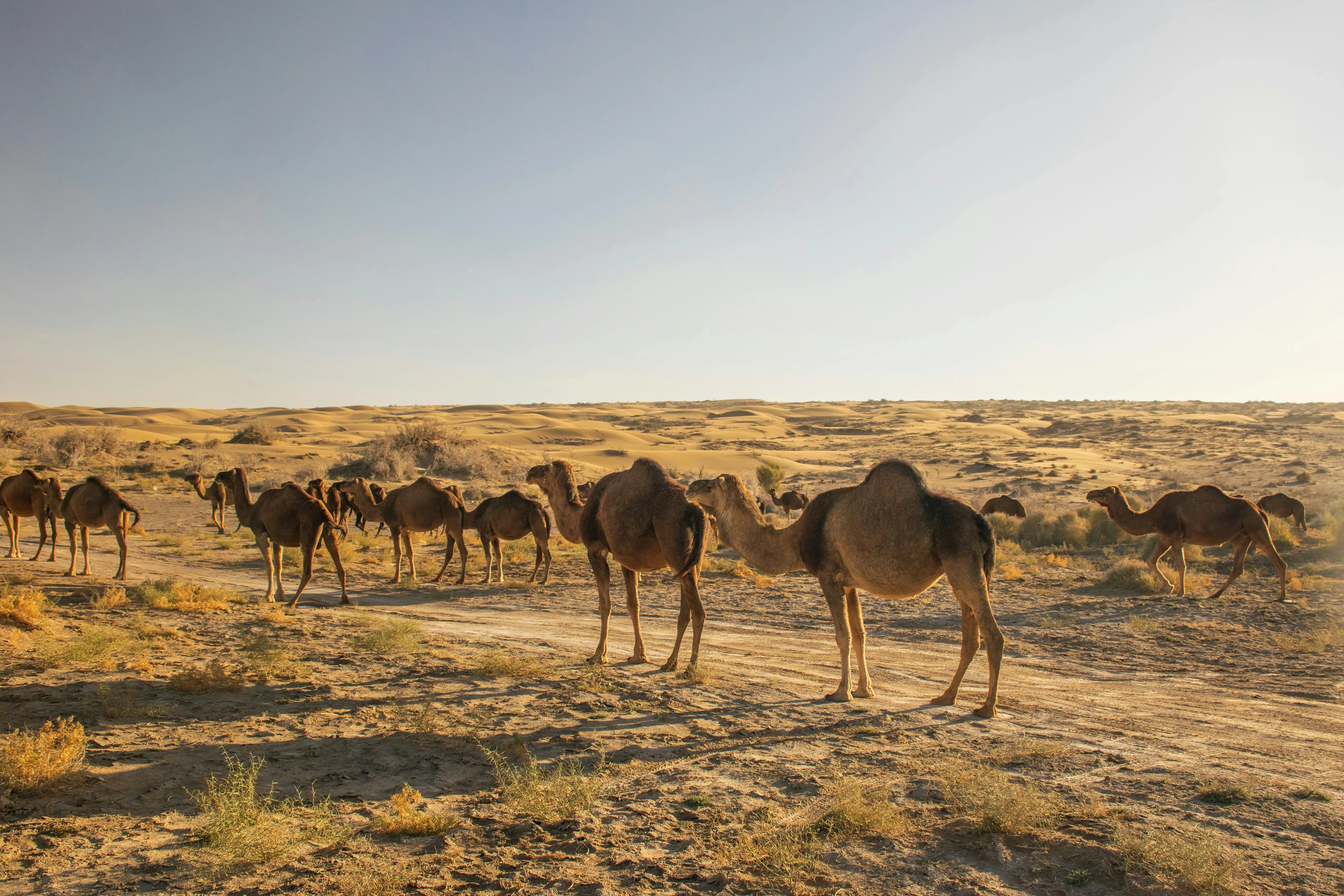 20 Ways Animals Adapt to Limited Resources