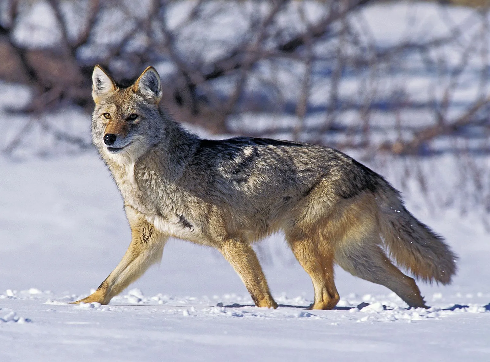 Image from Britannica