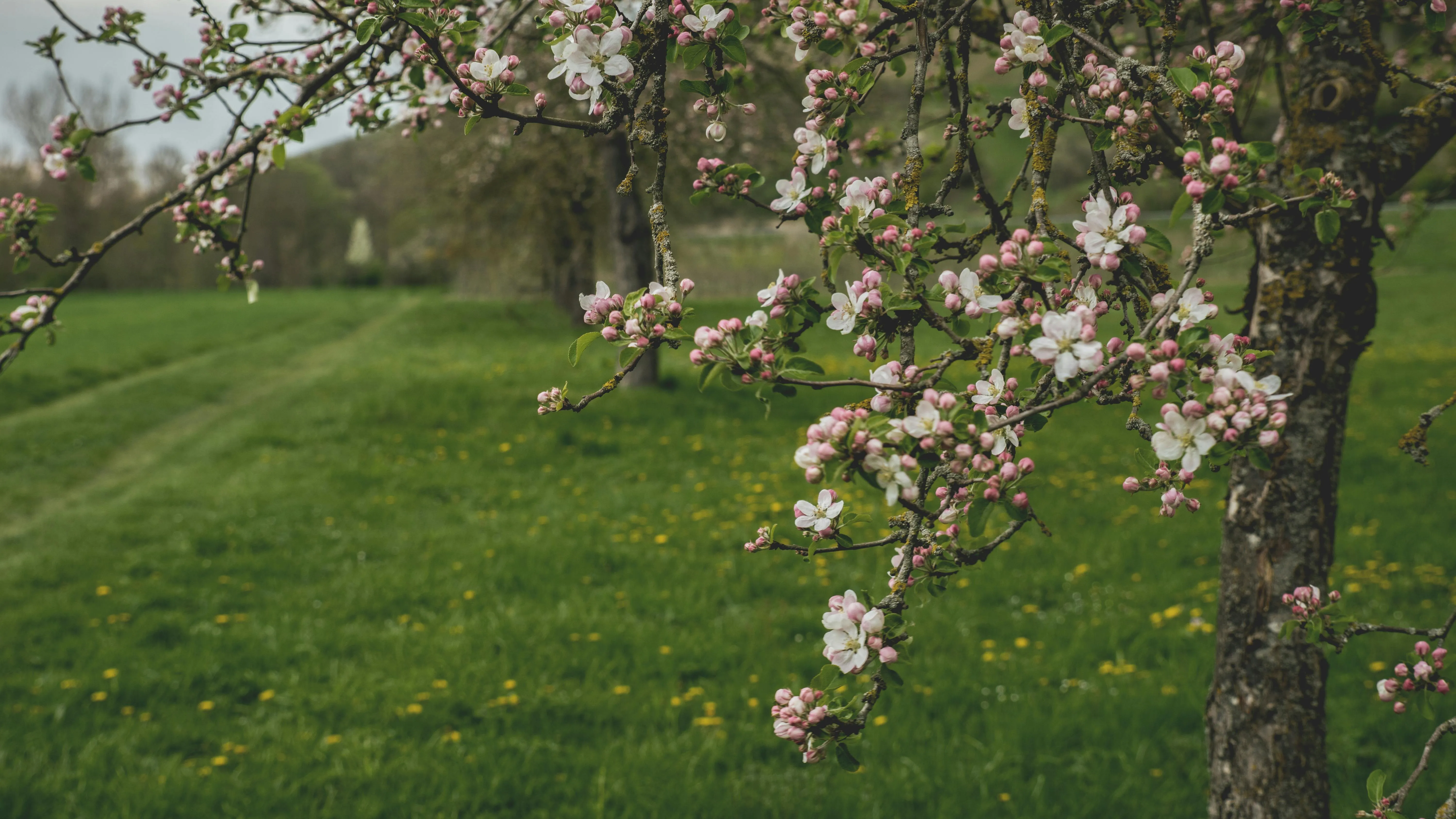 Artur Roman on pexels