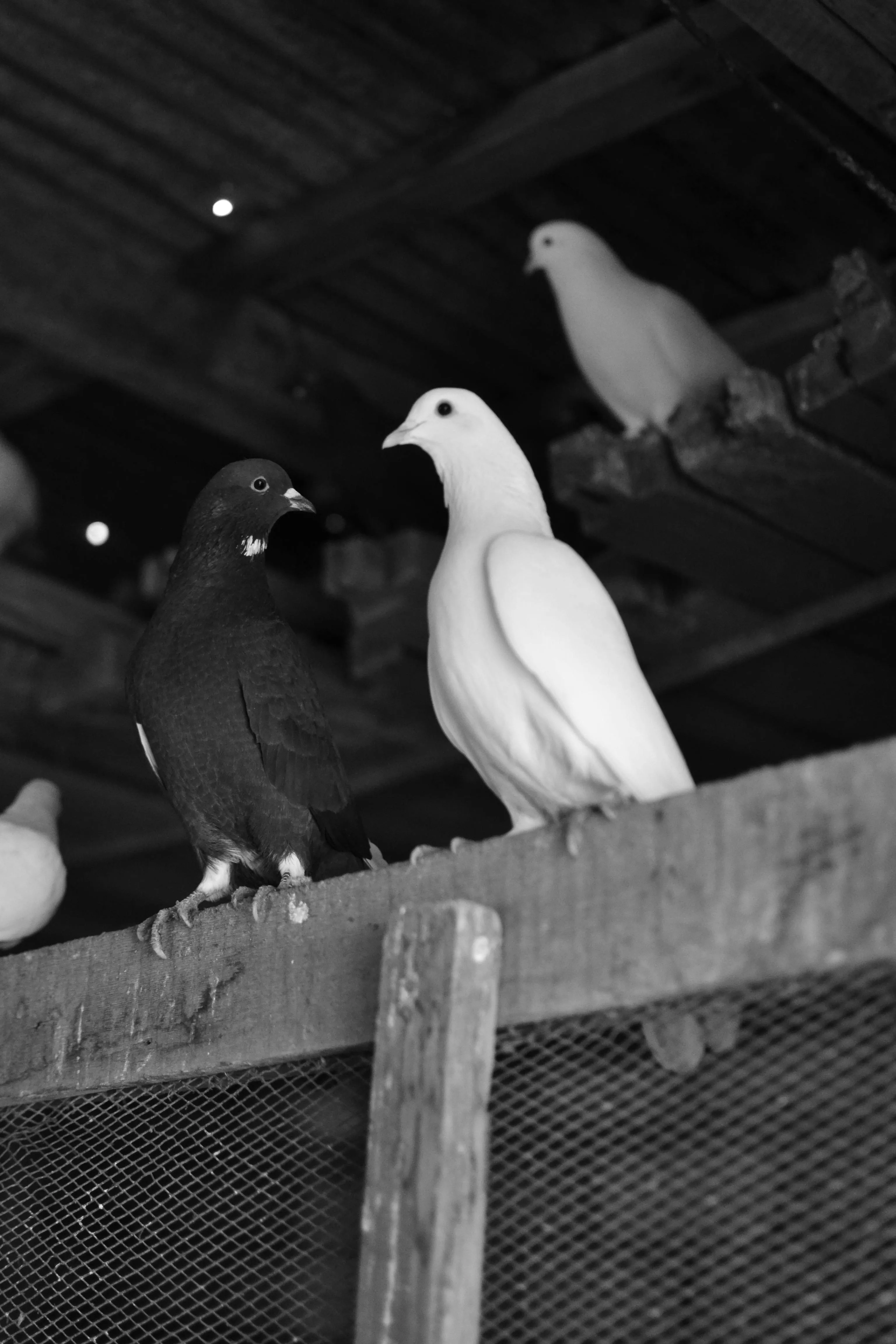 Fidan Nazim qizi on pexels