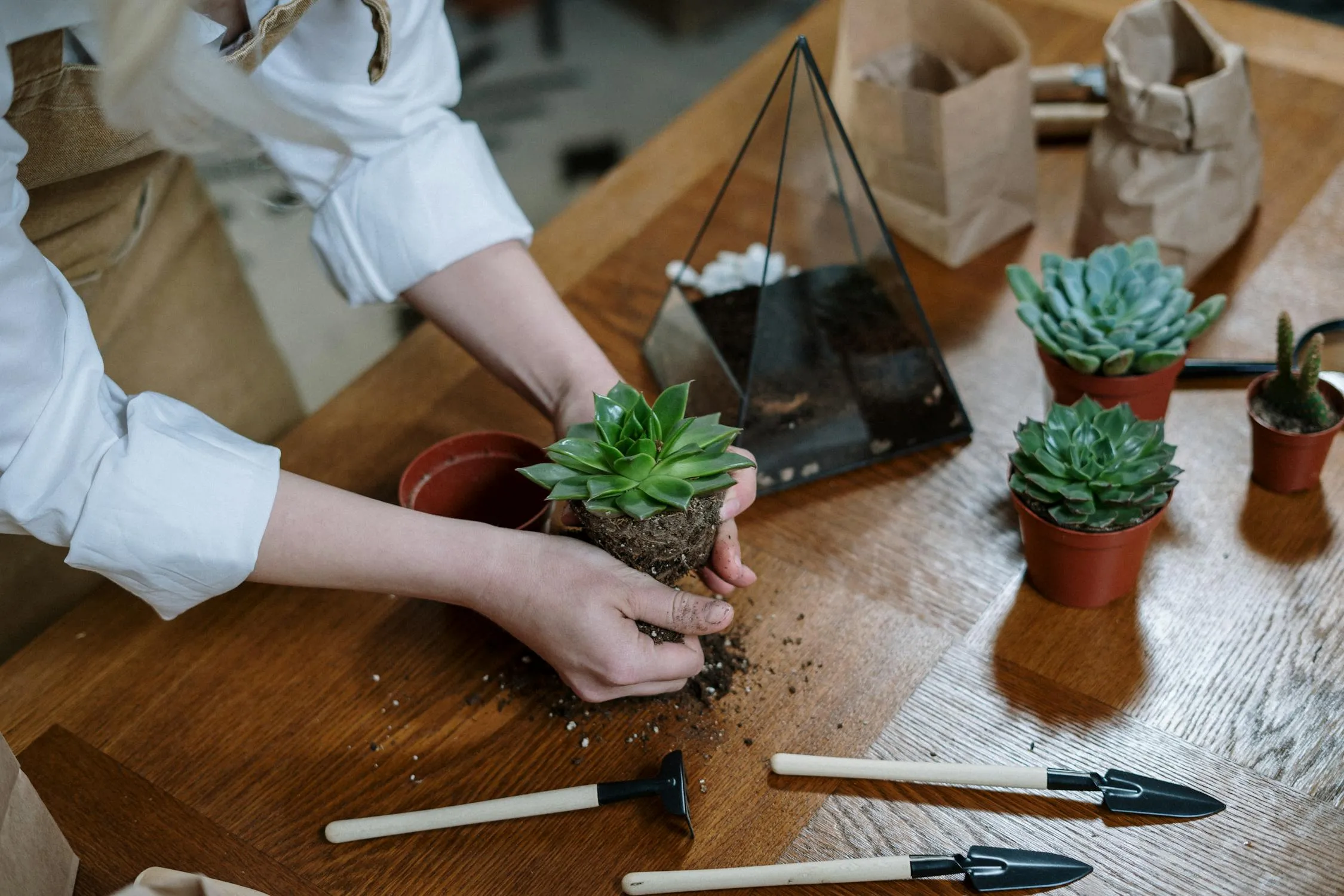 cottonbro studio on Pexels