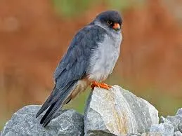 Image from eBird