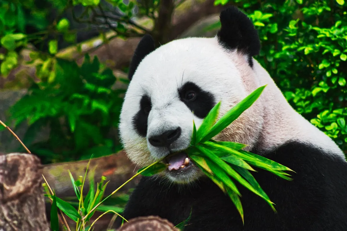 15 Adaptations Animals Developed Over Thousands of Years