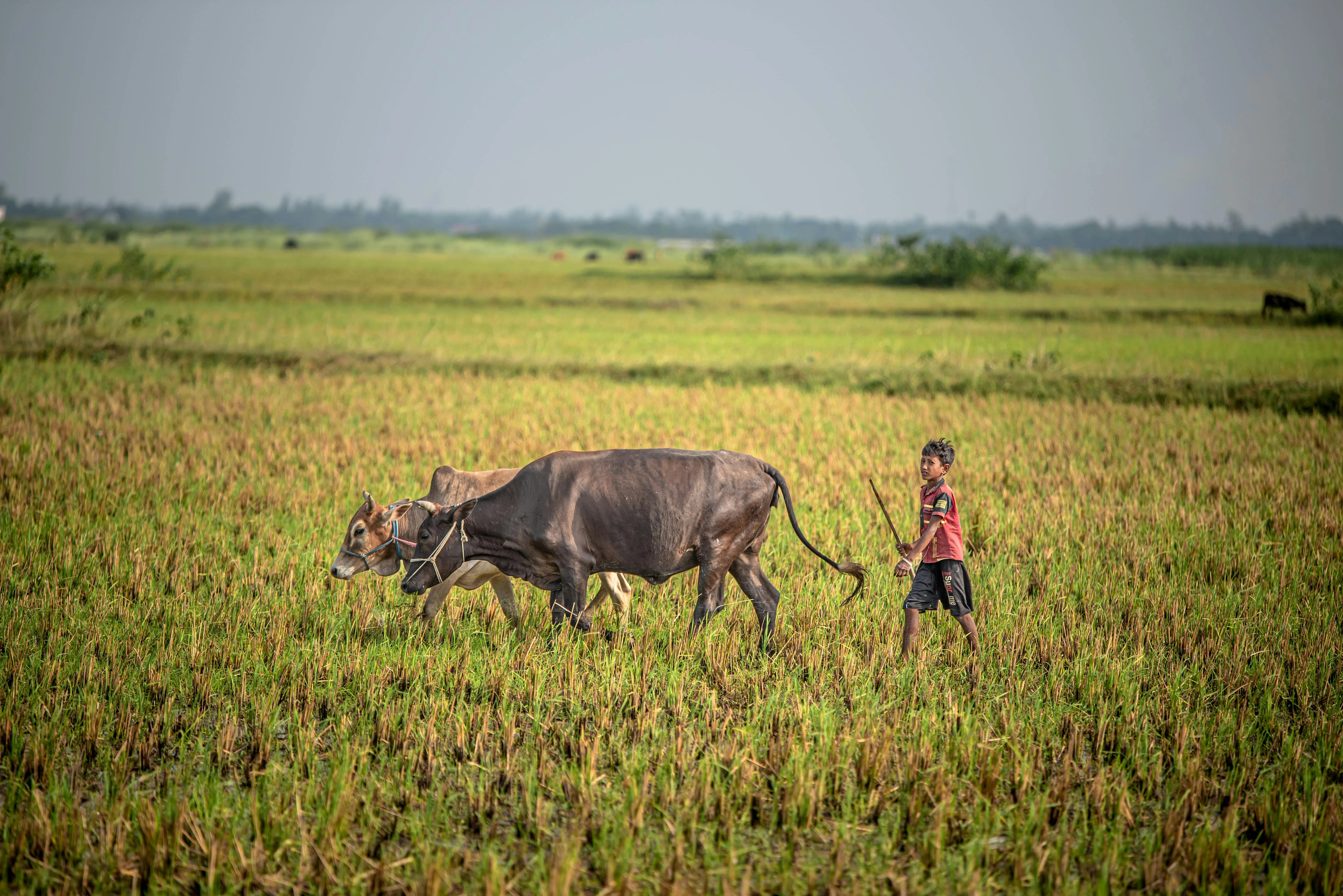 Rakibul alam khan on Pexels