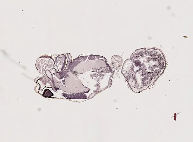 Daniel J. Drew on wikimedia