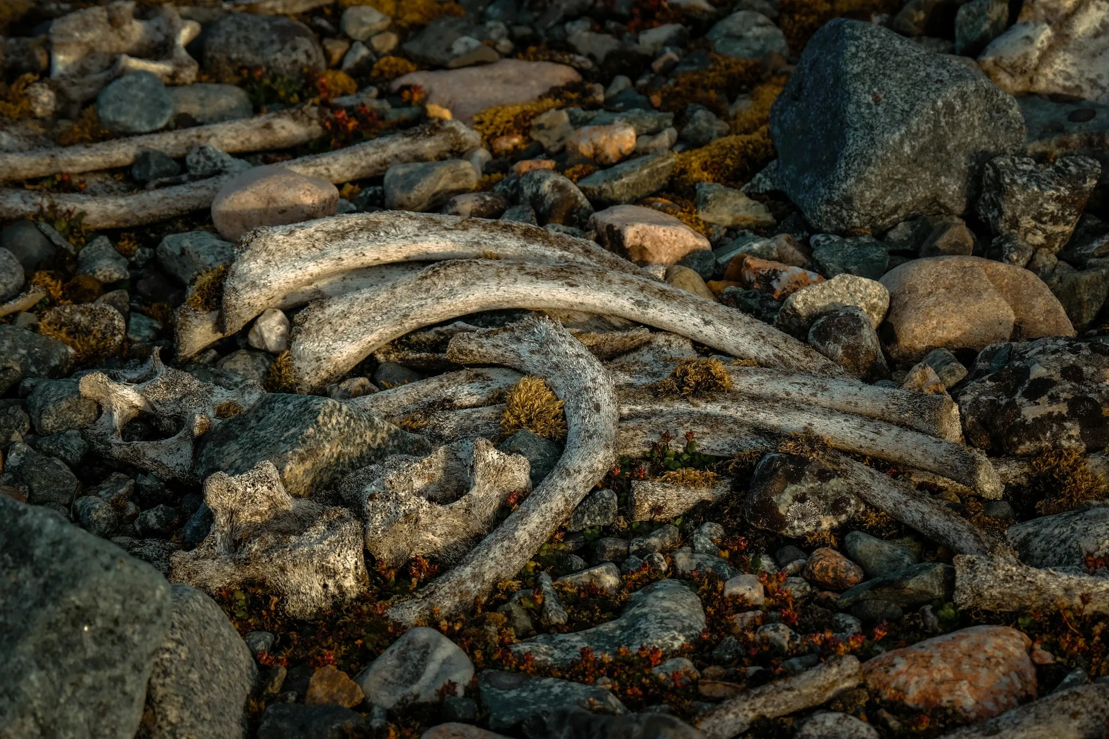 Francesco Ungaro on Pexels