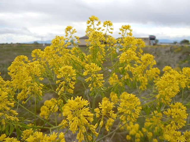 Matt Lavin from Bozeman, Montana, USA on Wikimedia Commons