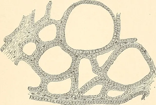 Internet Archive Book Images on Wikimedia Commons