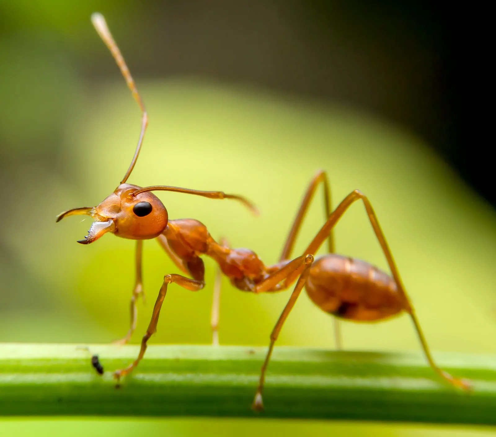 Image from Britannica