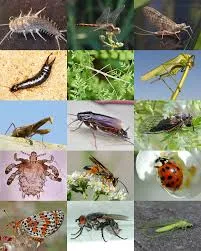 Image from Wikipedia