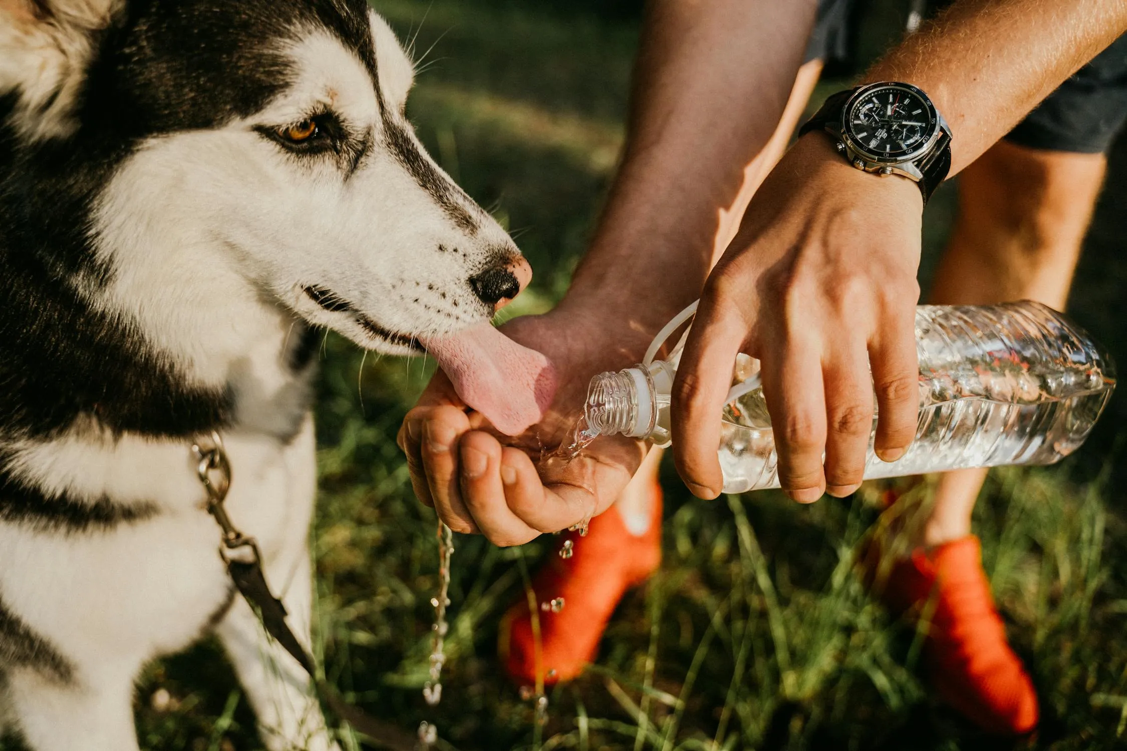 Anna Tarazevich on Pexels