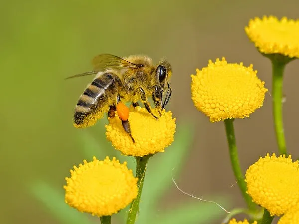 15 Fascinating Facts About Bees to Celebrate World Bee Day