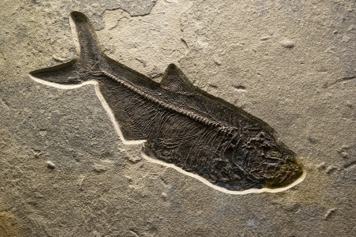 12 Objects Found Embedded in Fossilized Rock