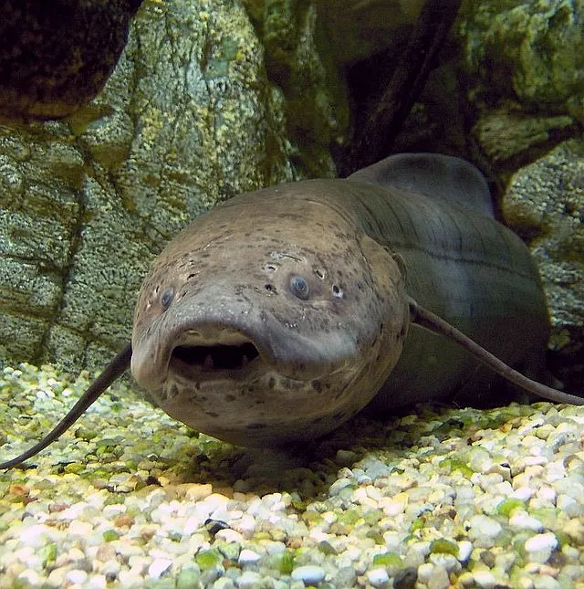 Gőtehal.jpg: Mathae derivative work: Bff on Wikimedia Commons