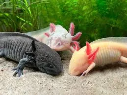 Image from Children's Aquarium Dallas