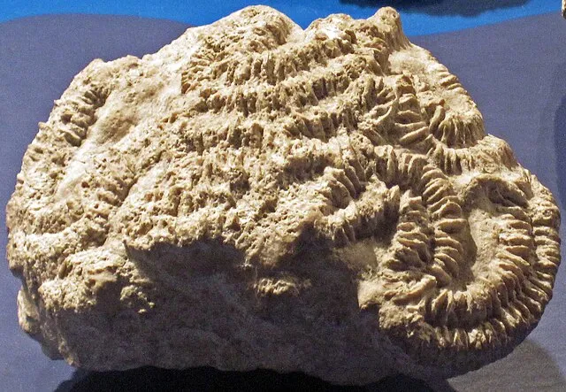 James St. John on Wikimedia Commons