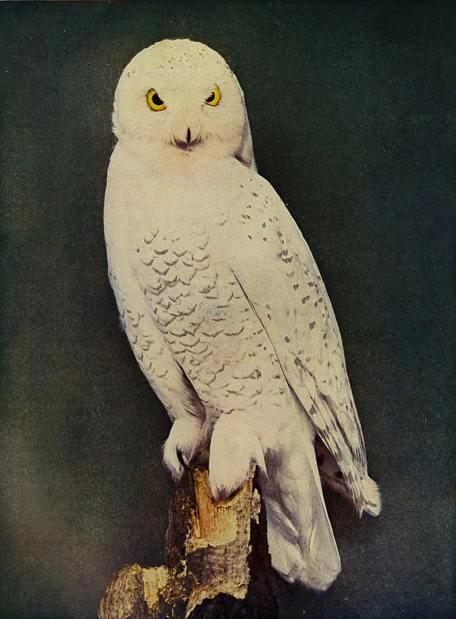 Unknown author on wikimedia