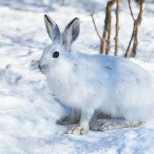 Image from Cataraqui Region Conservation Authority