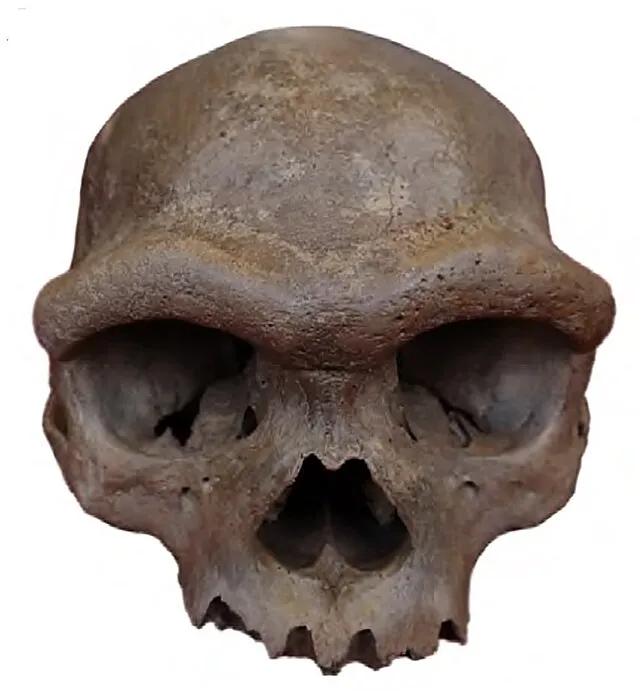 Fu et al. (2025) on Wikimedia Commons
