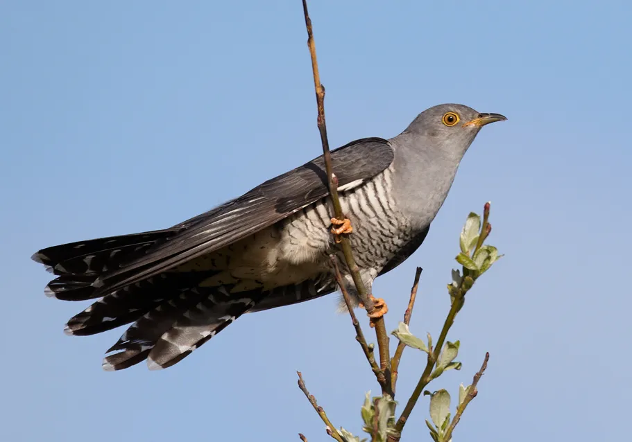 Image from Wikipedia 