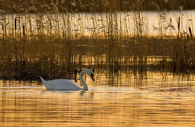 20 Natural Habitats Formed by Water Movement