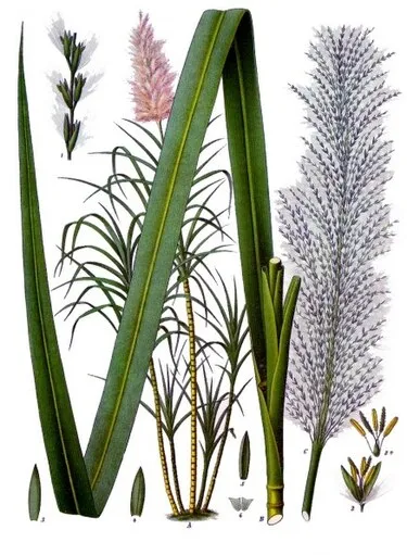 Image from Wikipedia