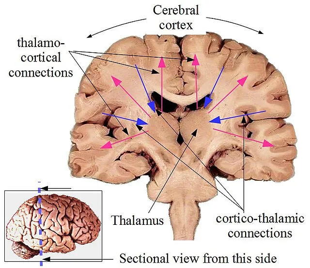 Drking1234 on Wikimedia Commons