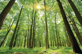 Image from Nature