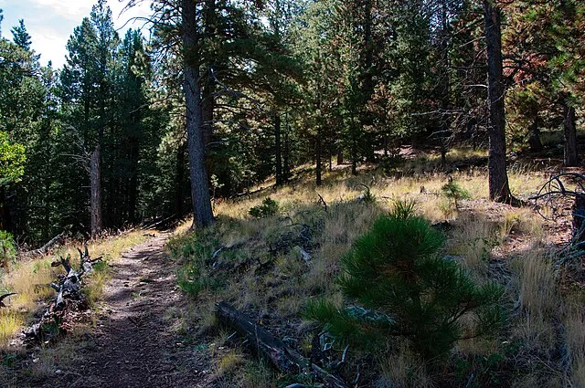 Coconino National Forest on Wikimedia Commons