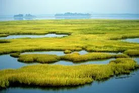Image from Yale Environment Review - Yale University