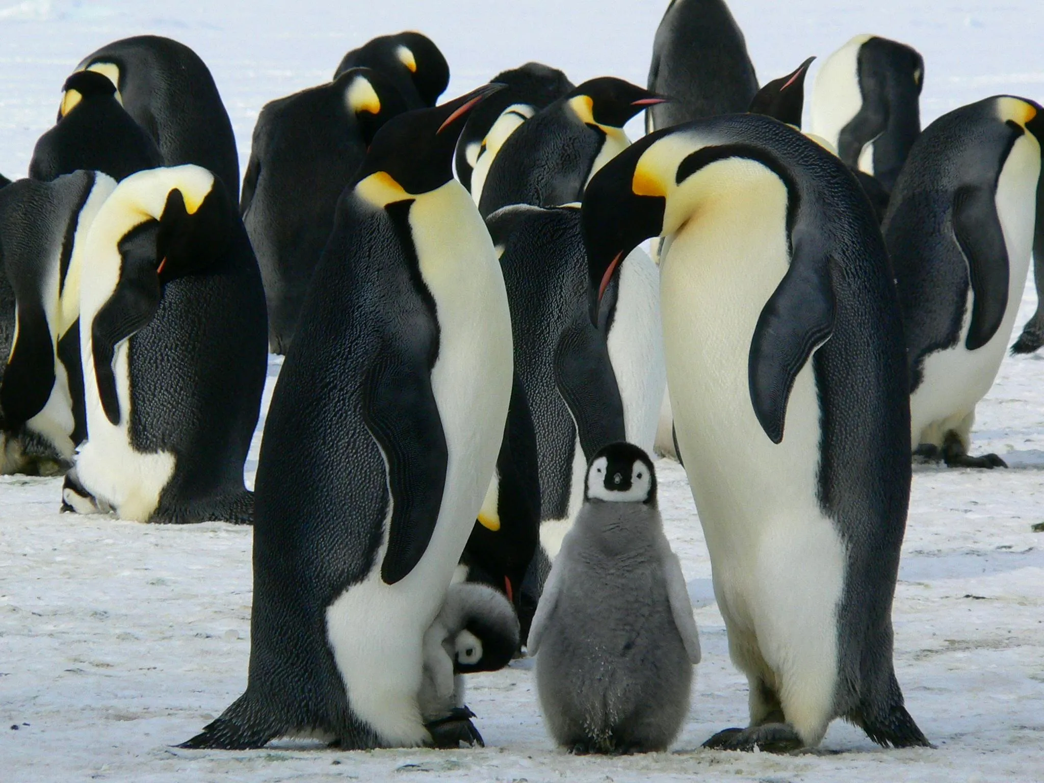 20 Examples of Animals Displaying Unexpected Problem-Solving