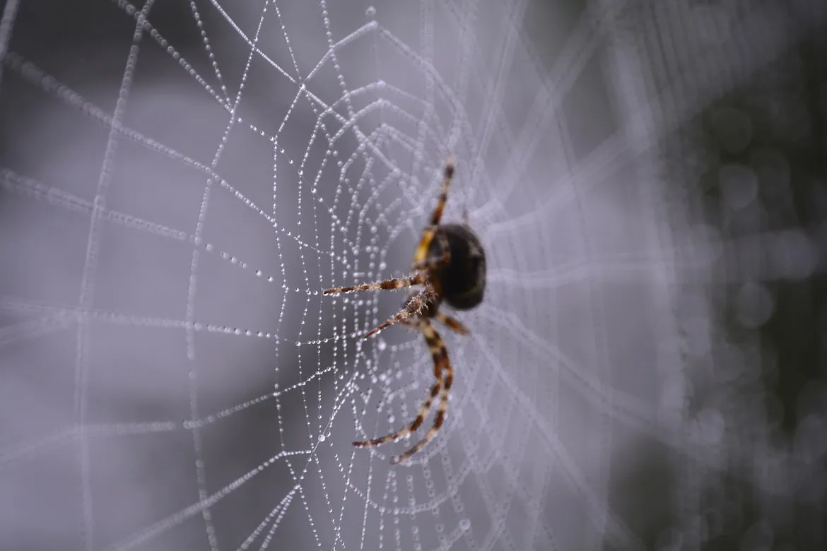 Jeroen Bosch on Unsplash
