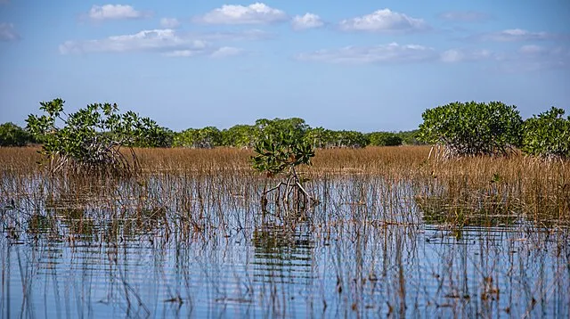 evergladesnps on Wikimedia Commons