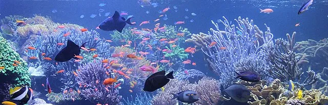 Liaquarium on Wikimedia Commons